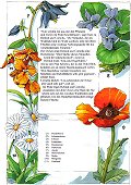 Naturbuch Blumen Groansicht